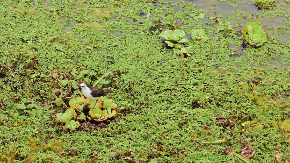 Black-backed Water-Tyrant - ML642828934