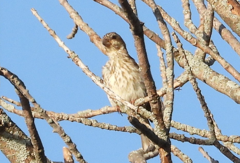 Purple Finch - ML642828943