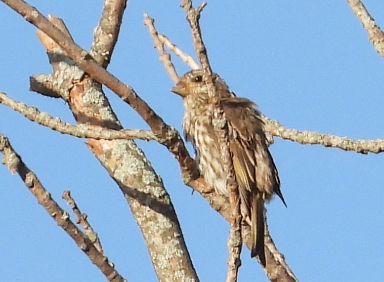 Purple Finch - ML642828944