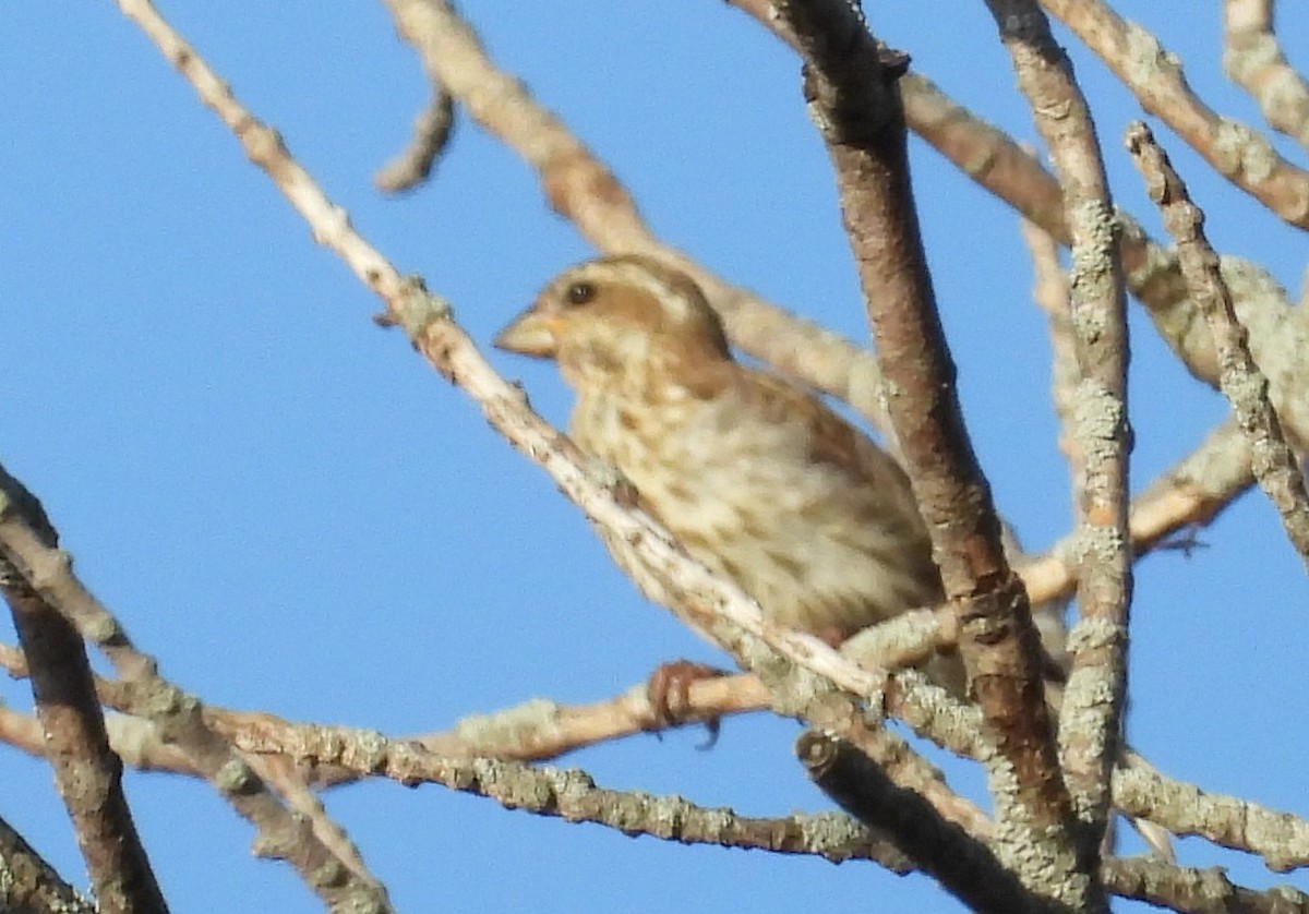Purple Finch - ML642828945