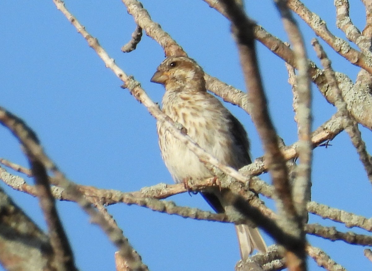 Purple Finch - ML642828946