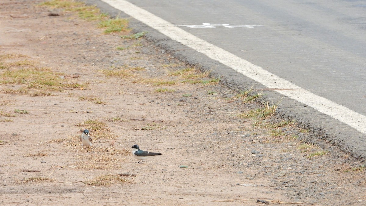White-rumped Swallow - ML642828959