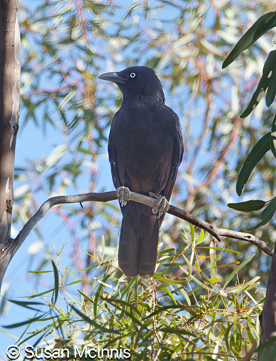 Torresian Crow - ML642828962