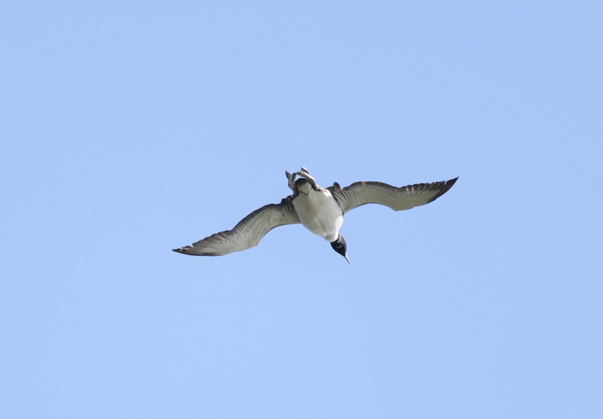 Common Loon - ML642828971