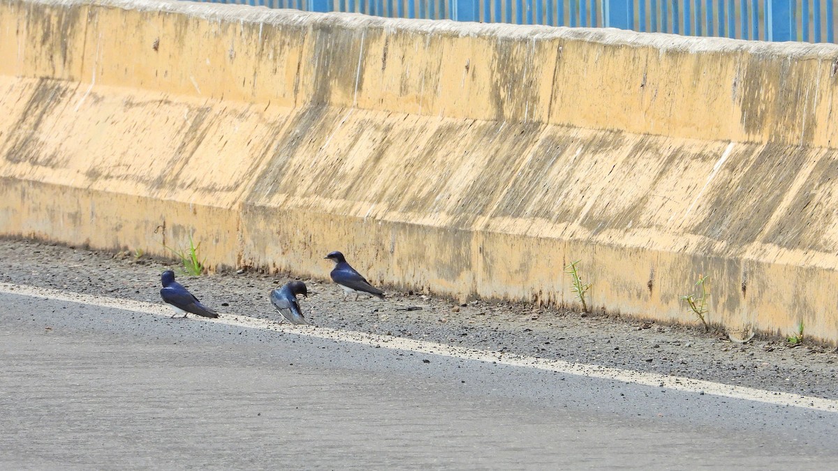 Gray-breasted Martin - ML642828973
