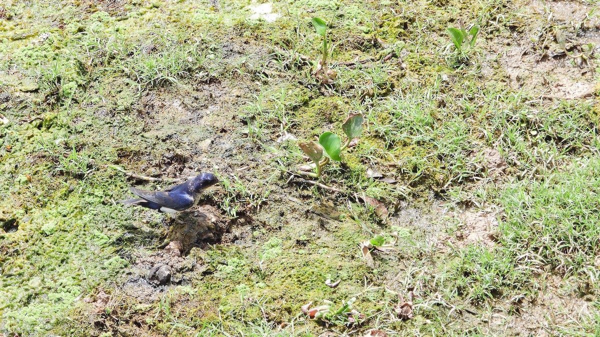 Gray-breasted Martin - ML642828974