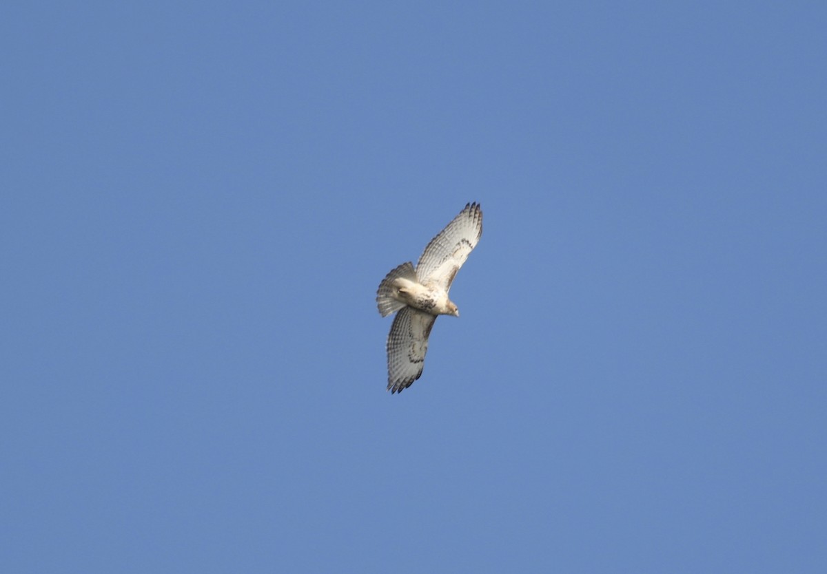 Red-tailed Hawk - ML642828976