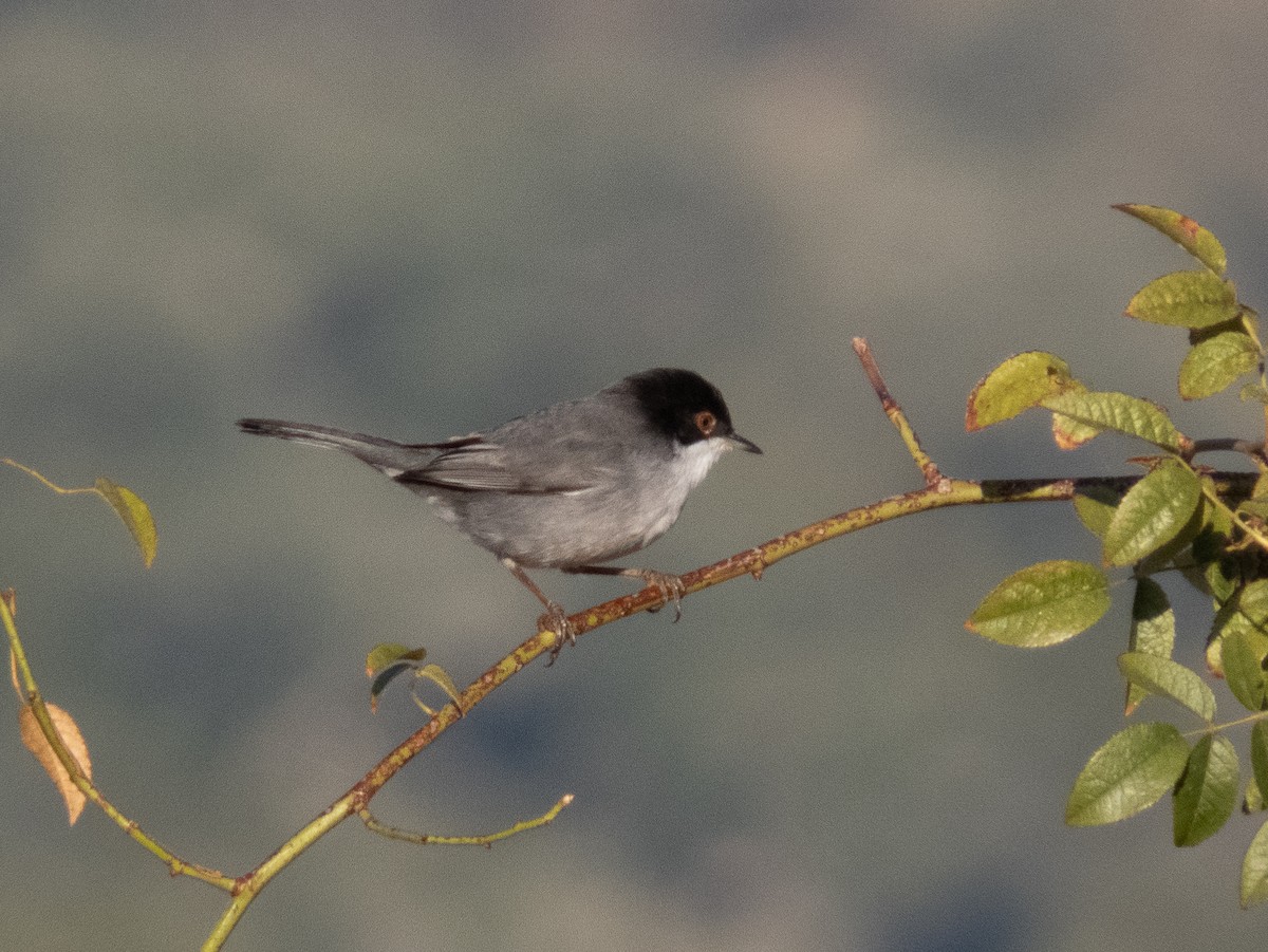 Sardinian Warbler - ML642828977