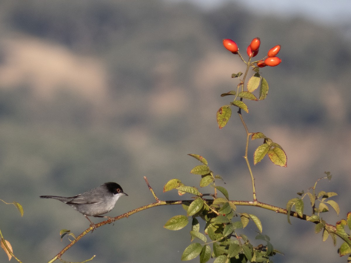 Sardinian Warbler - ML642828978