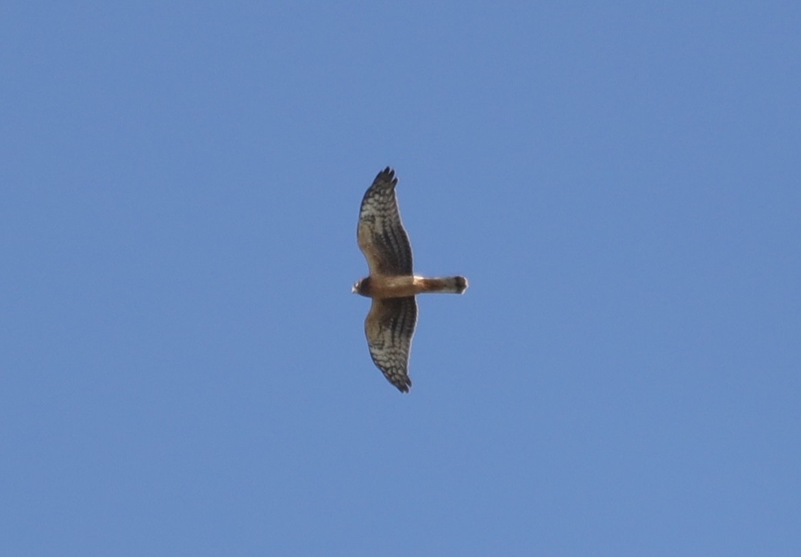 Northern Harrier - ML642829010