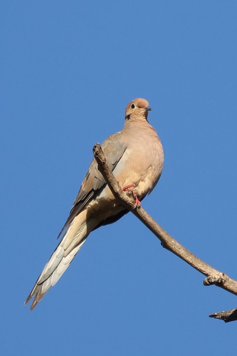 Mourning Dove - ML642829013