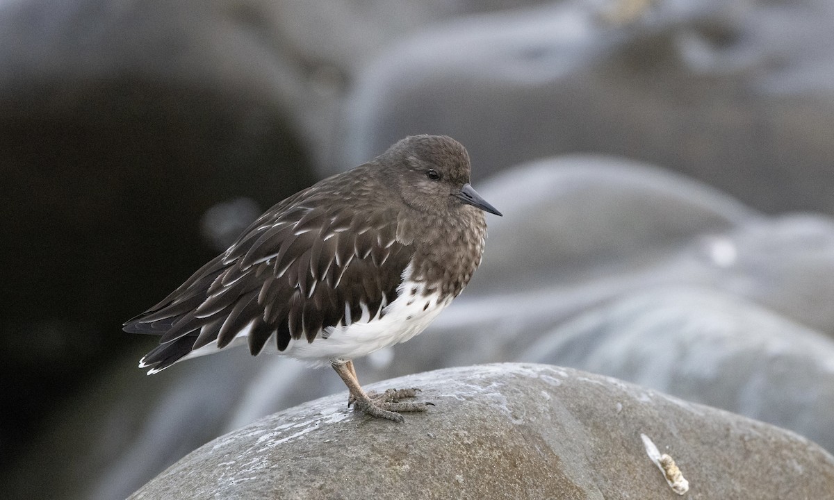 kamenáček černohlavý - ML642829026