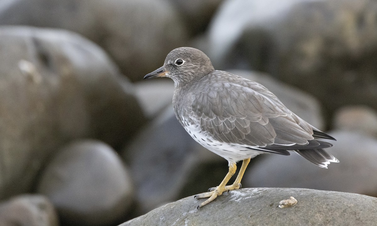 Surfbird - ML642829036