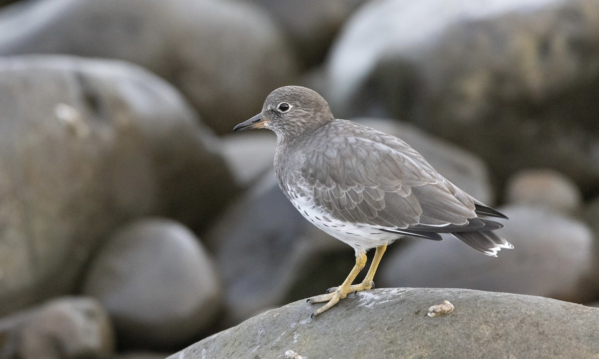 Surfbird - ML642829037