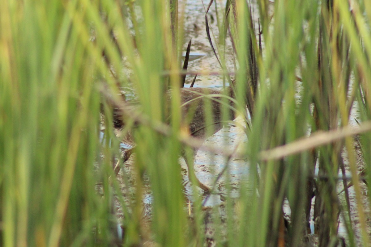 Clapper Rail - ML642829039