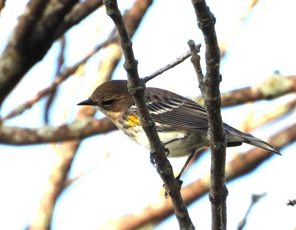 Yellow-rumped Warbler (Myrtle) - ML642829040