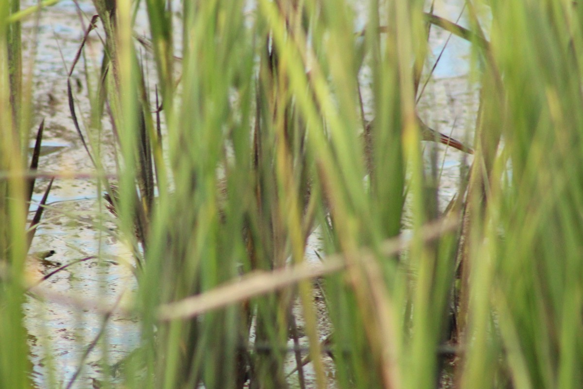 Clapper Rail - ML642829041