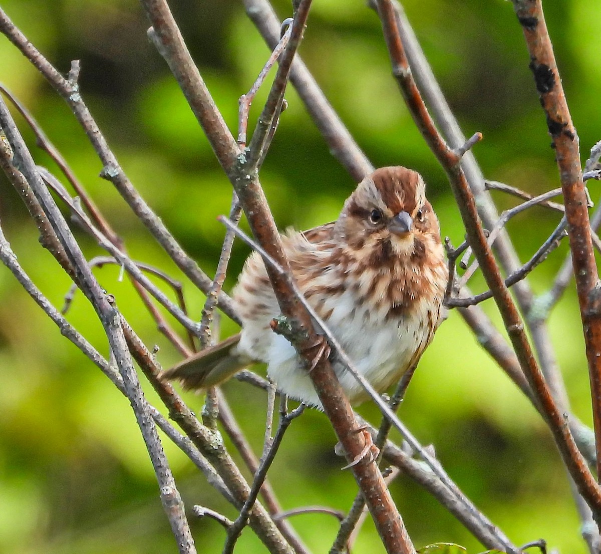 Song Sparrow - ML642829049