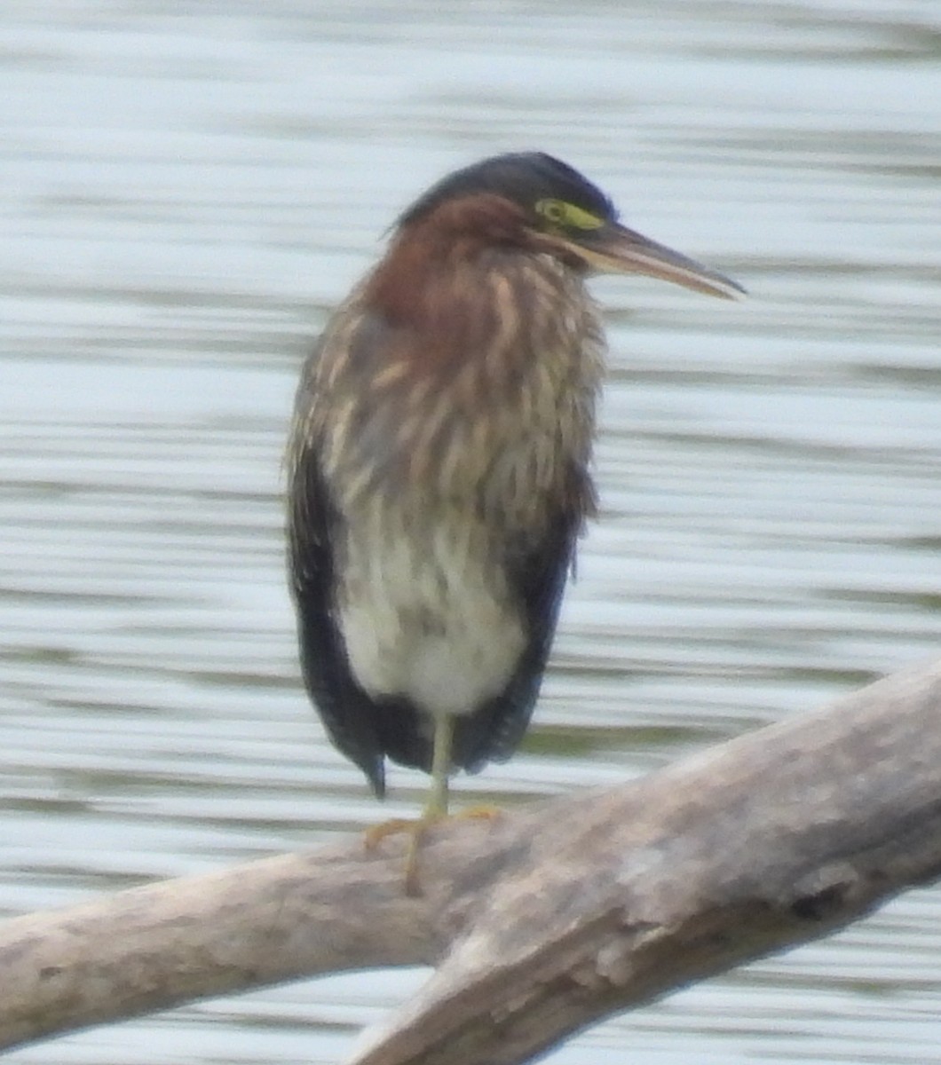 Green Heron - ML642829050