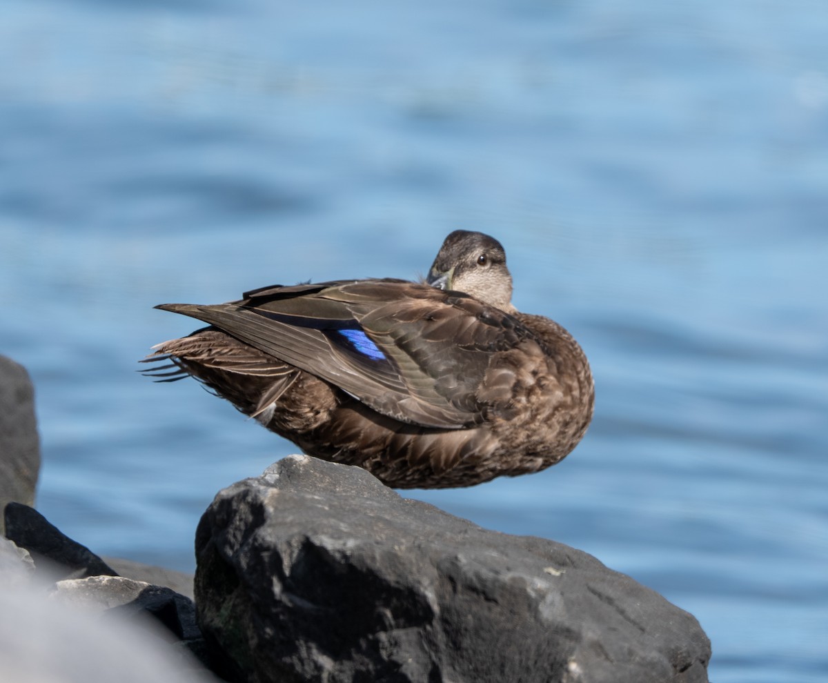 American Black Duck - ML642829052