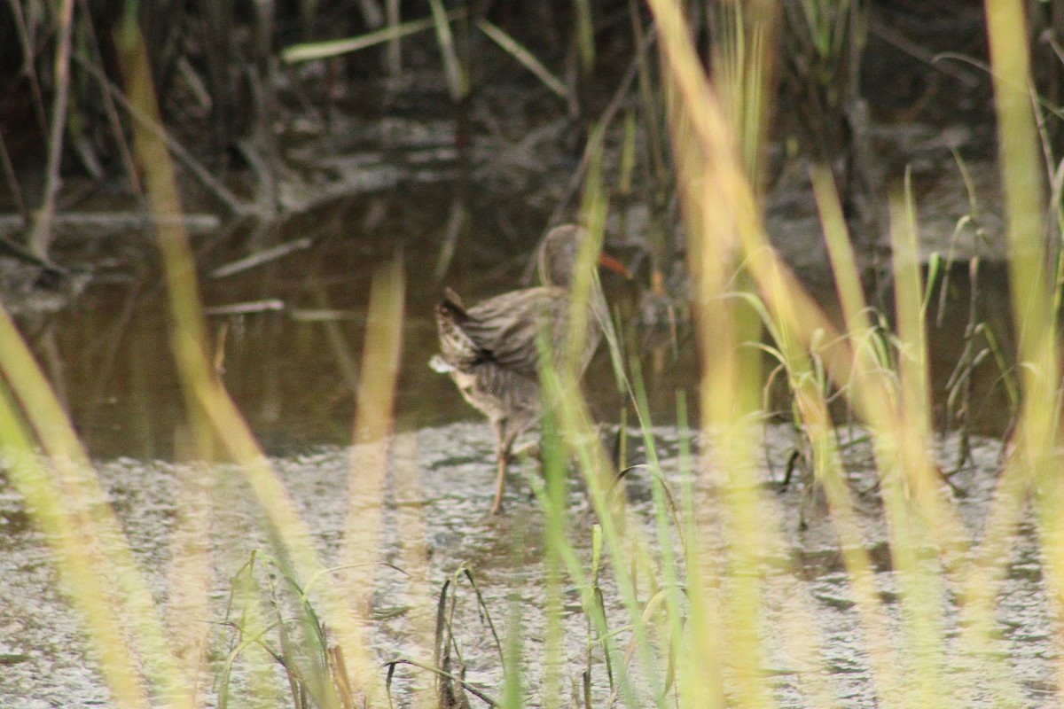 Clapper Rail - ML642829055