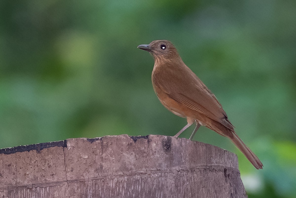 røyktrost - ML642829092