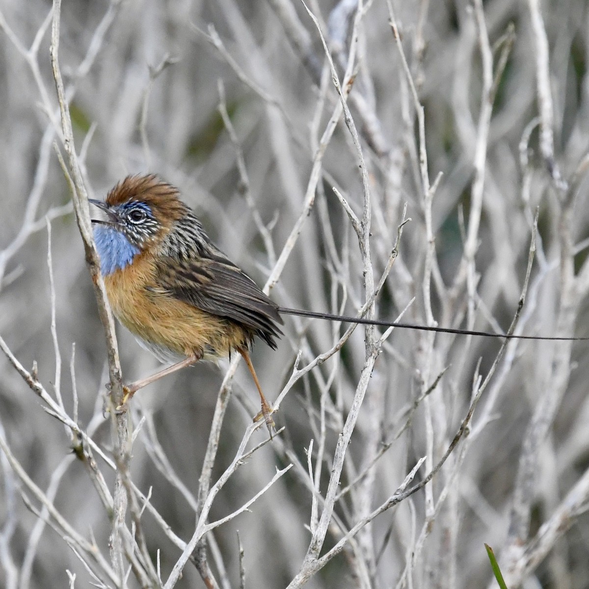 Southern Emuwren - ML642829109