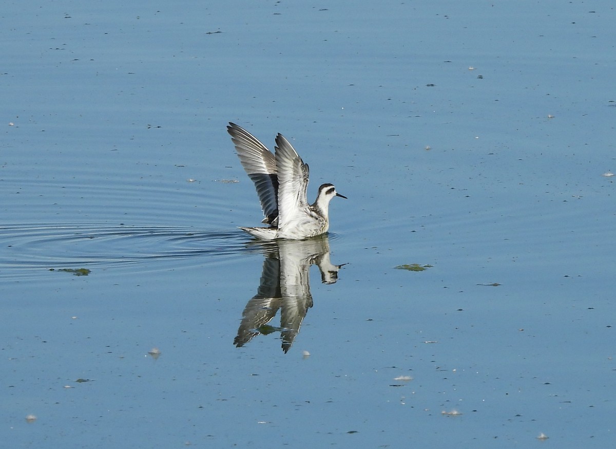svømmesnipe - ML642829113