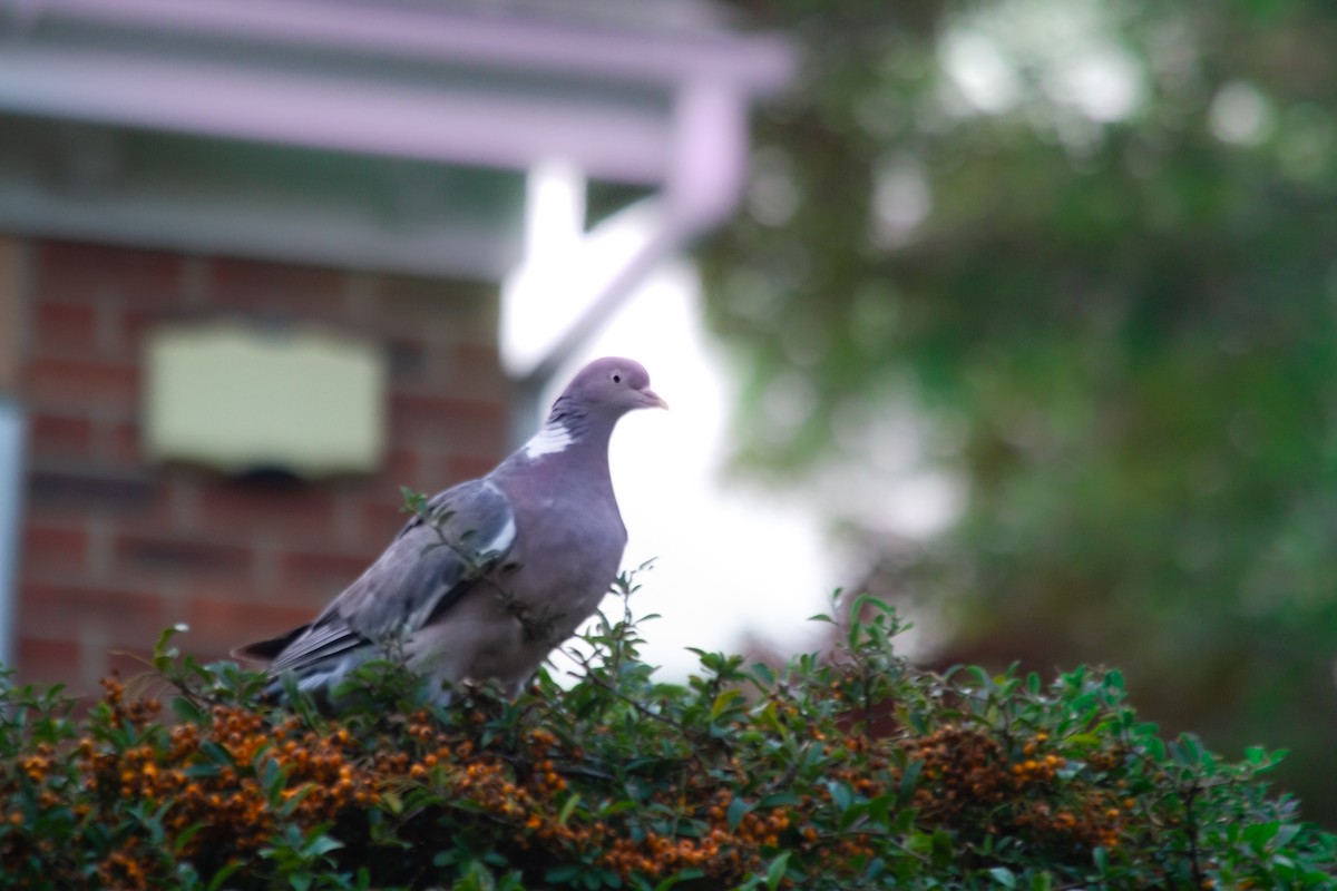 Common Wood-Pigeon - ML642829117
