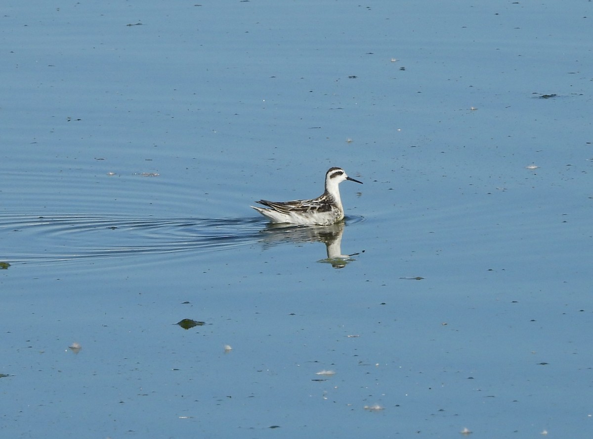 svømmesnipe - ML642829125