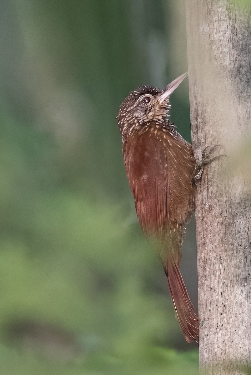 Straight-billed Woodcreeper - ML642829133