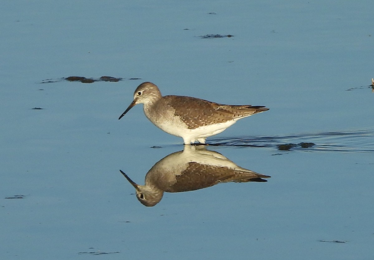 Lesser Yellowlegs - ML642829135
