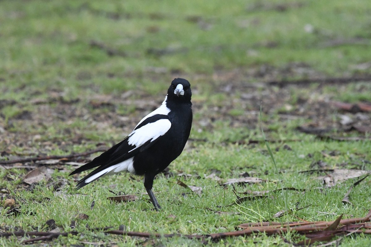 Australian Magpie - ML642829140