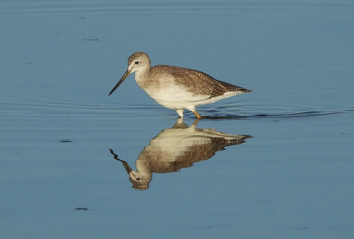 Greater Yellowlegs - ML642829144