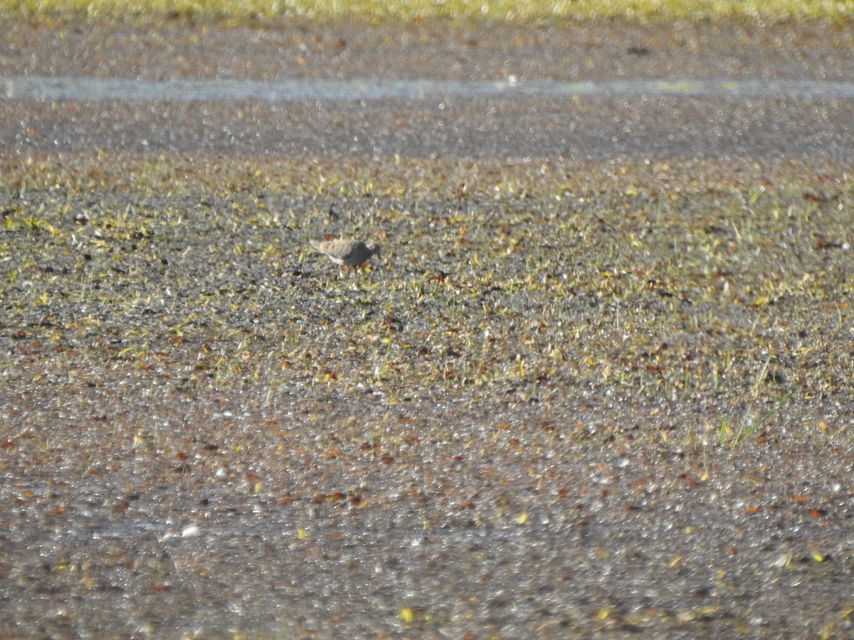 Mourning Dove - ML642829145