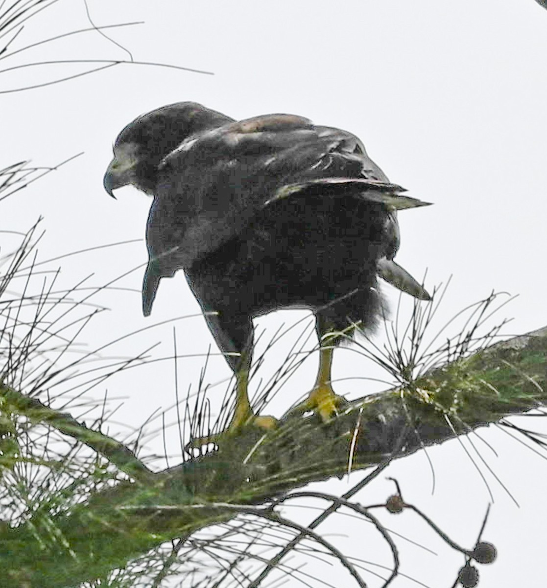 tanımsız Buteo sp. - ML642829167