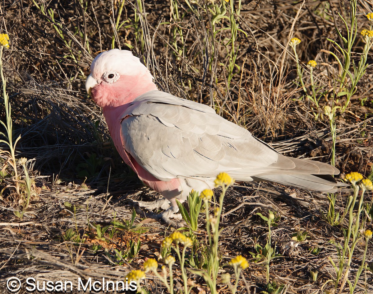 Galah - ML642829186
