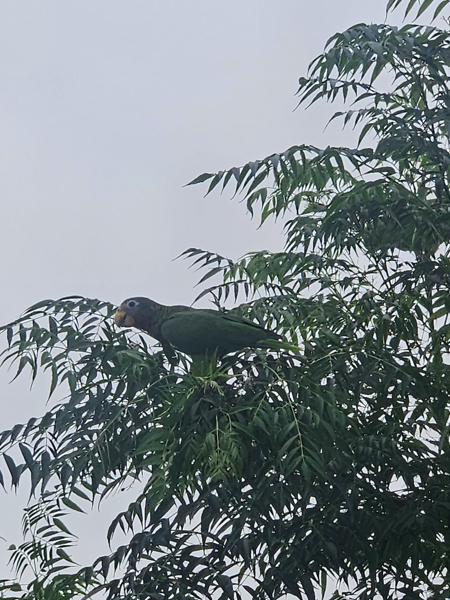 Yellow-billed Amazon - ML642829190
