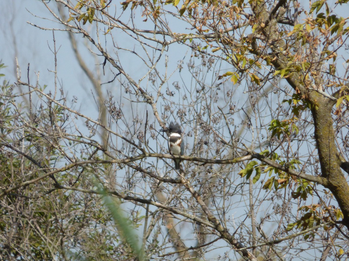 Belted Kingfisher - ML642829195