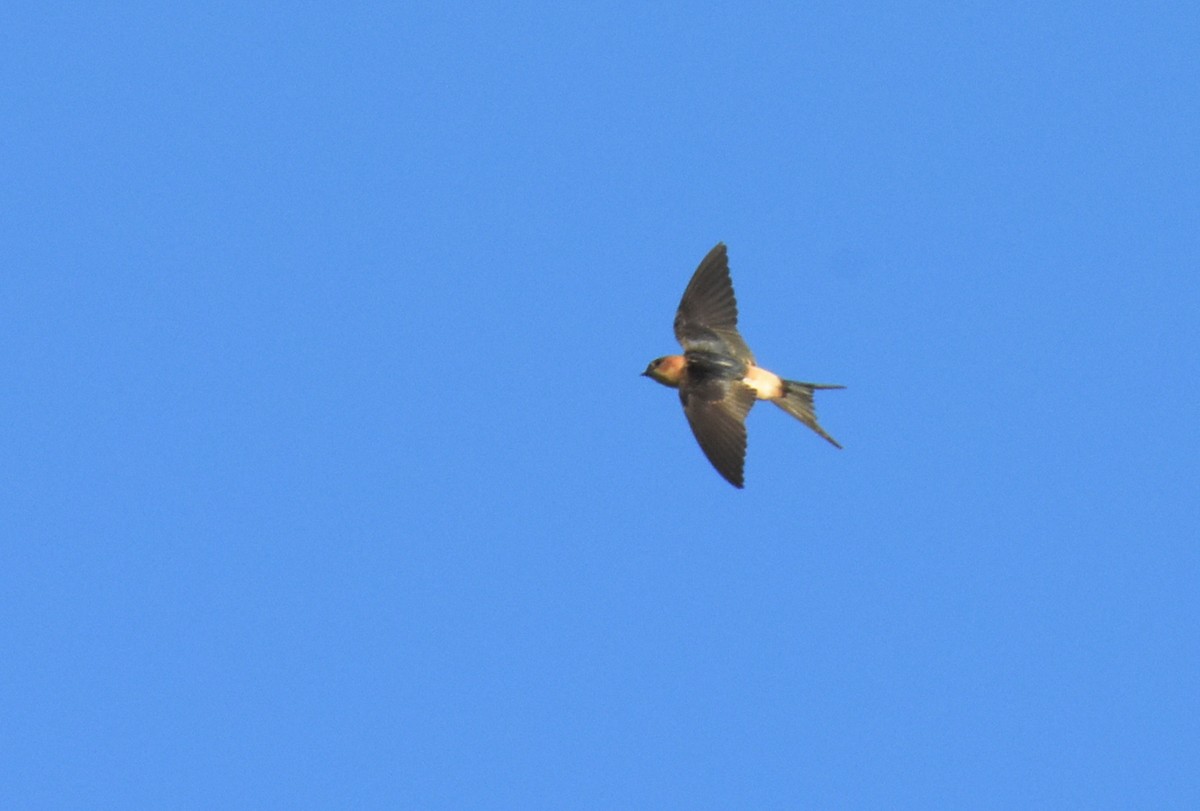 European Red-rumped Swallow - ML642829198