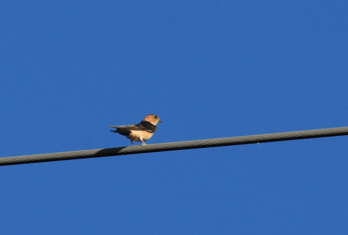 European Red-rumped Swallow - ML642829199