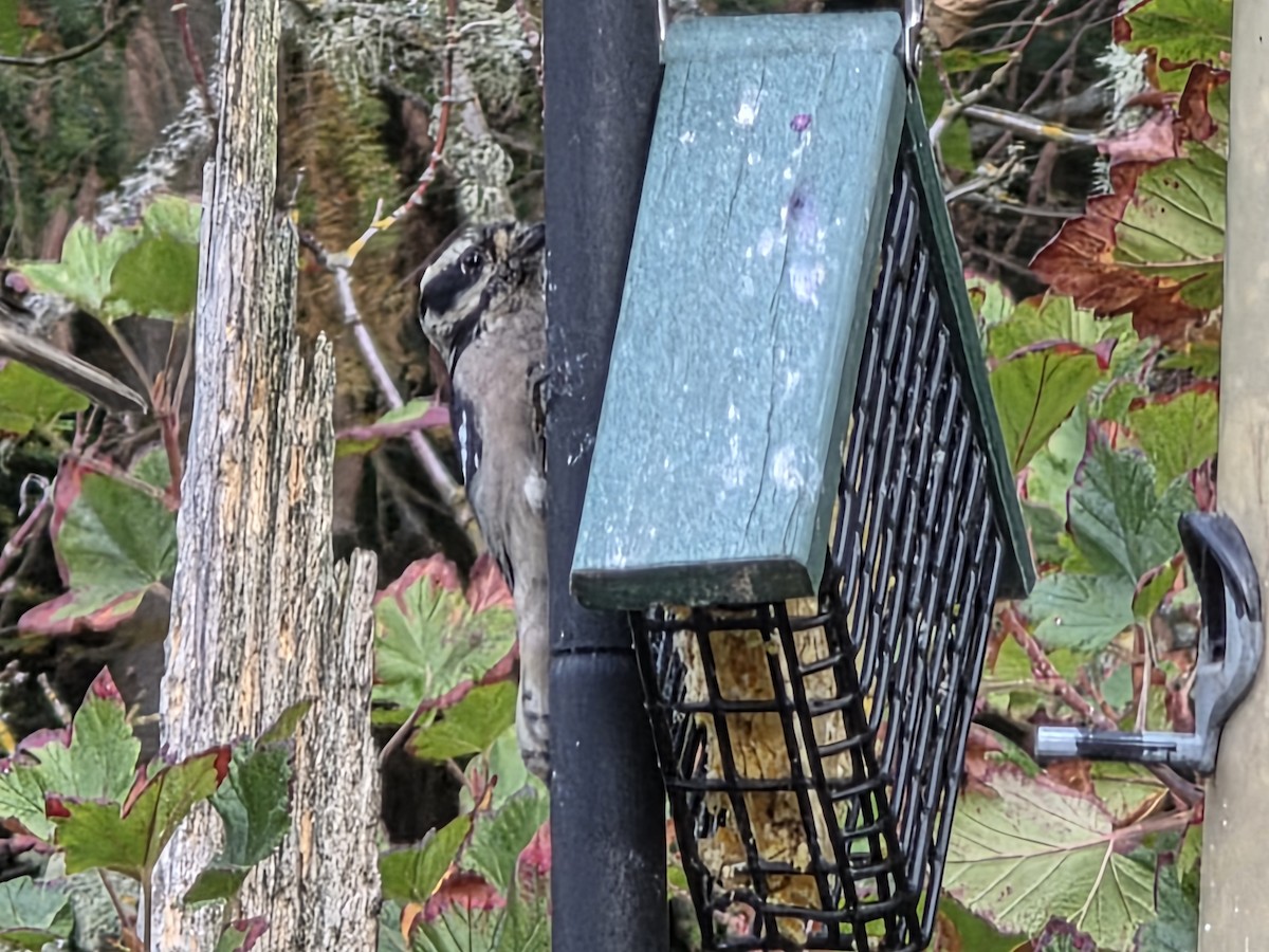 Hairy Woodpecker - ML642829204