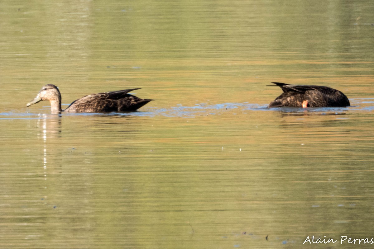 American Black Duck - ML642829208