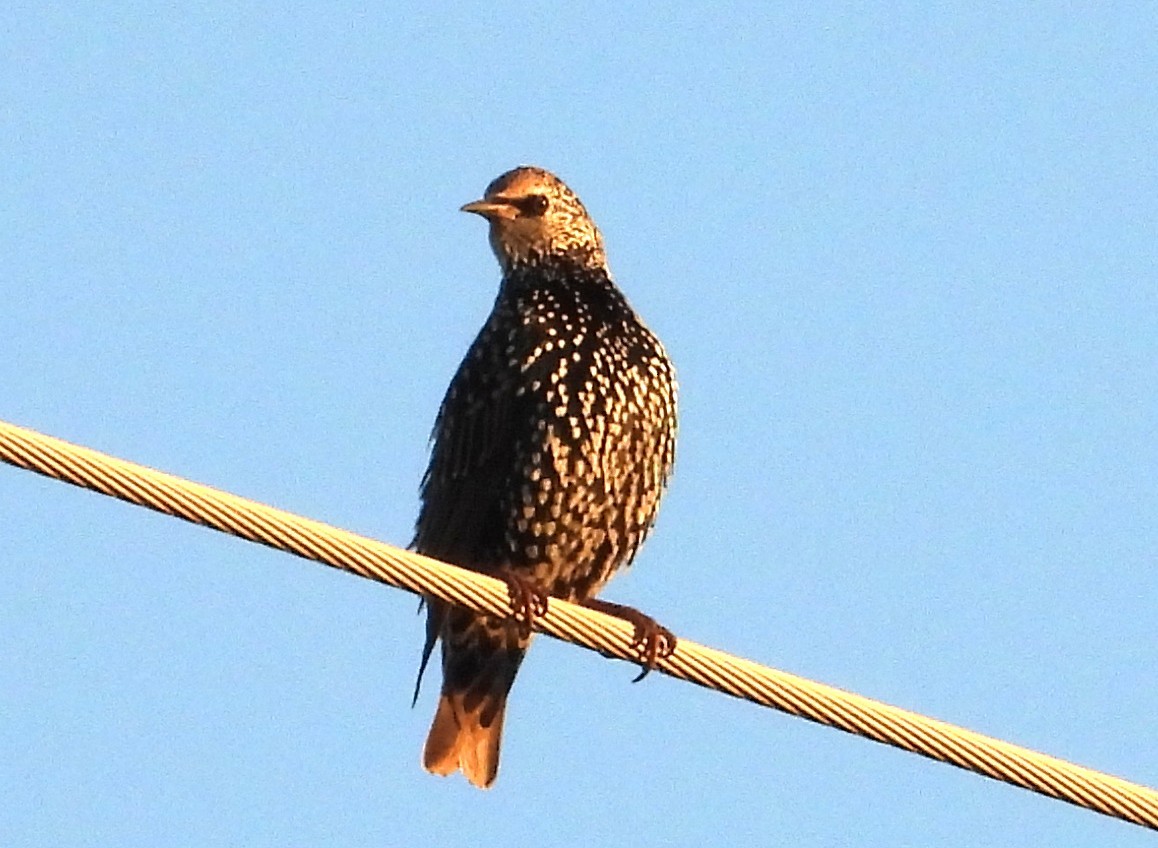 歐洲椋鳥 - ML642829209