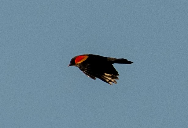 Red-winged Blackbird - ML642829211