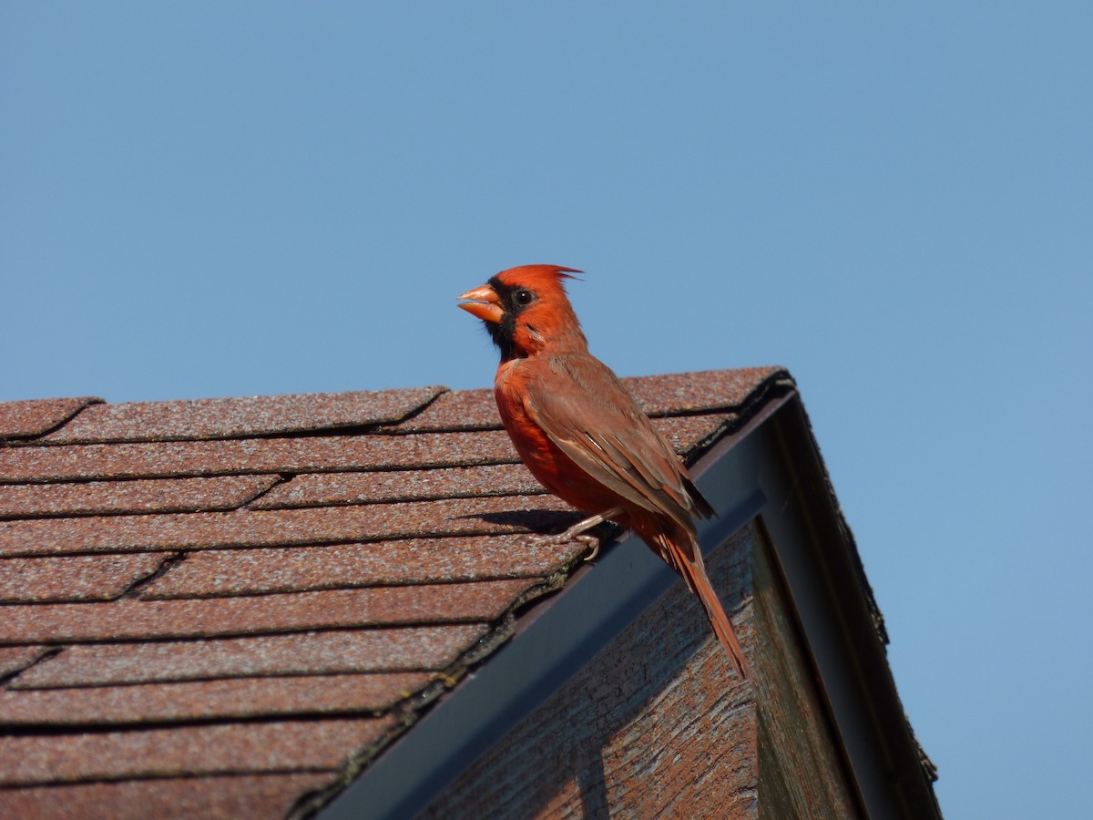 Northern Cardinal - ML642829215