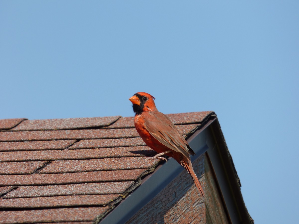 Northern Cardinal - ML642829216