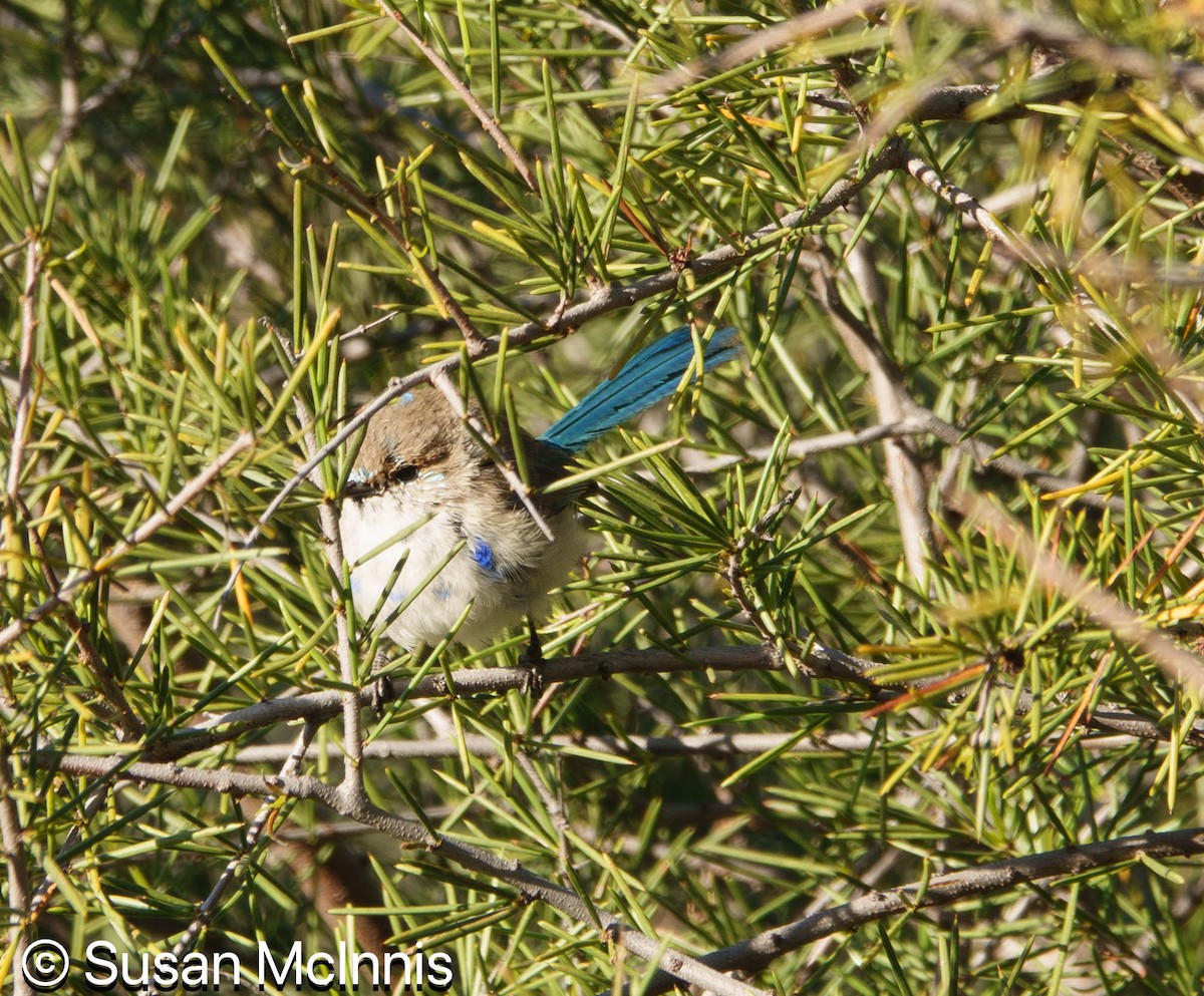 Splendid Fairywren - ML642829217
