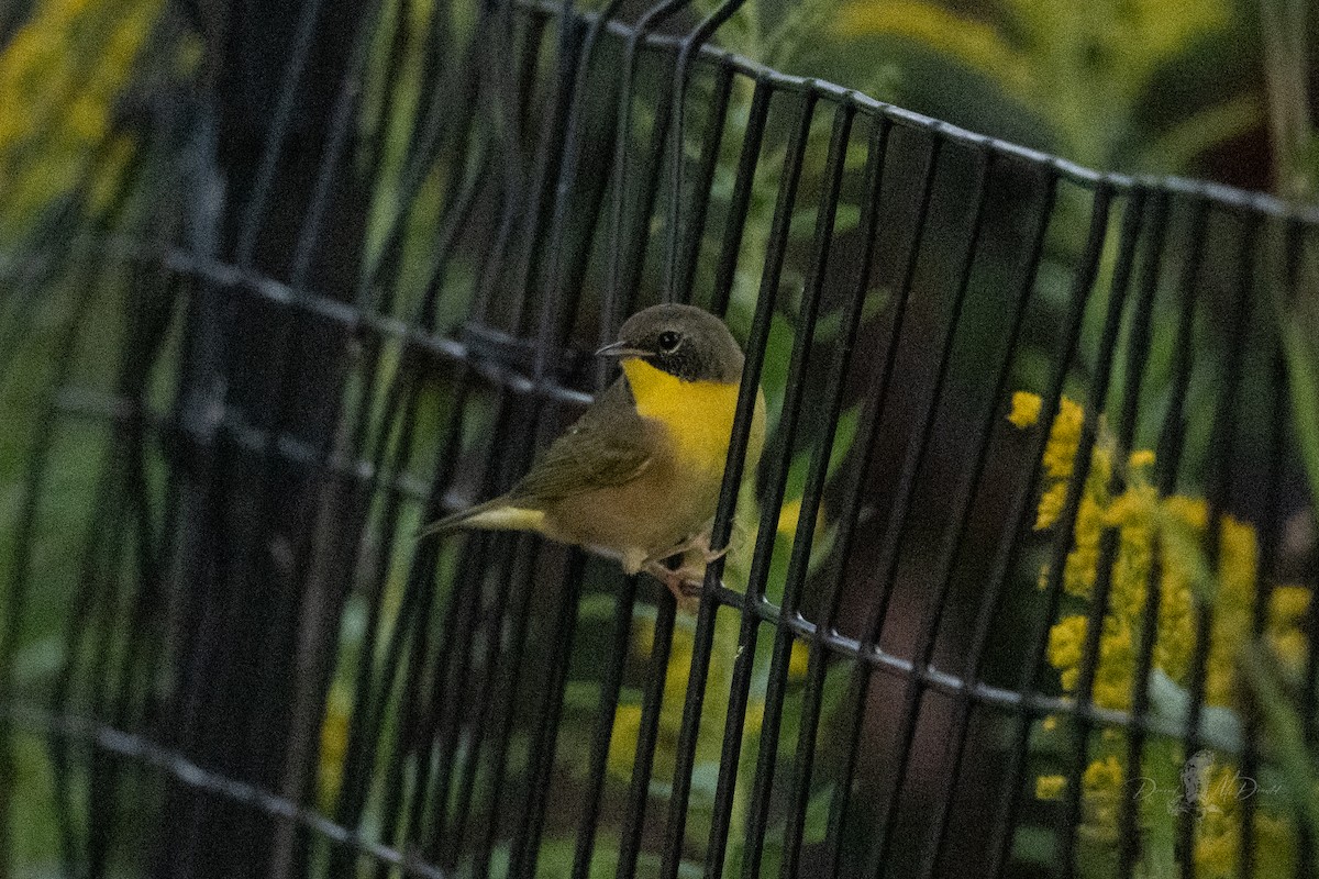 Common Yellowthroat - ML642829218