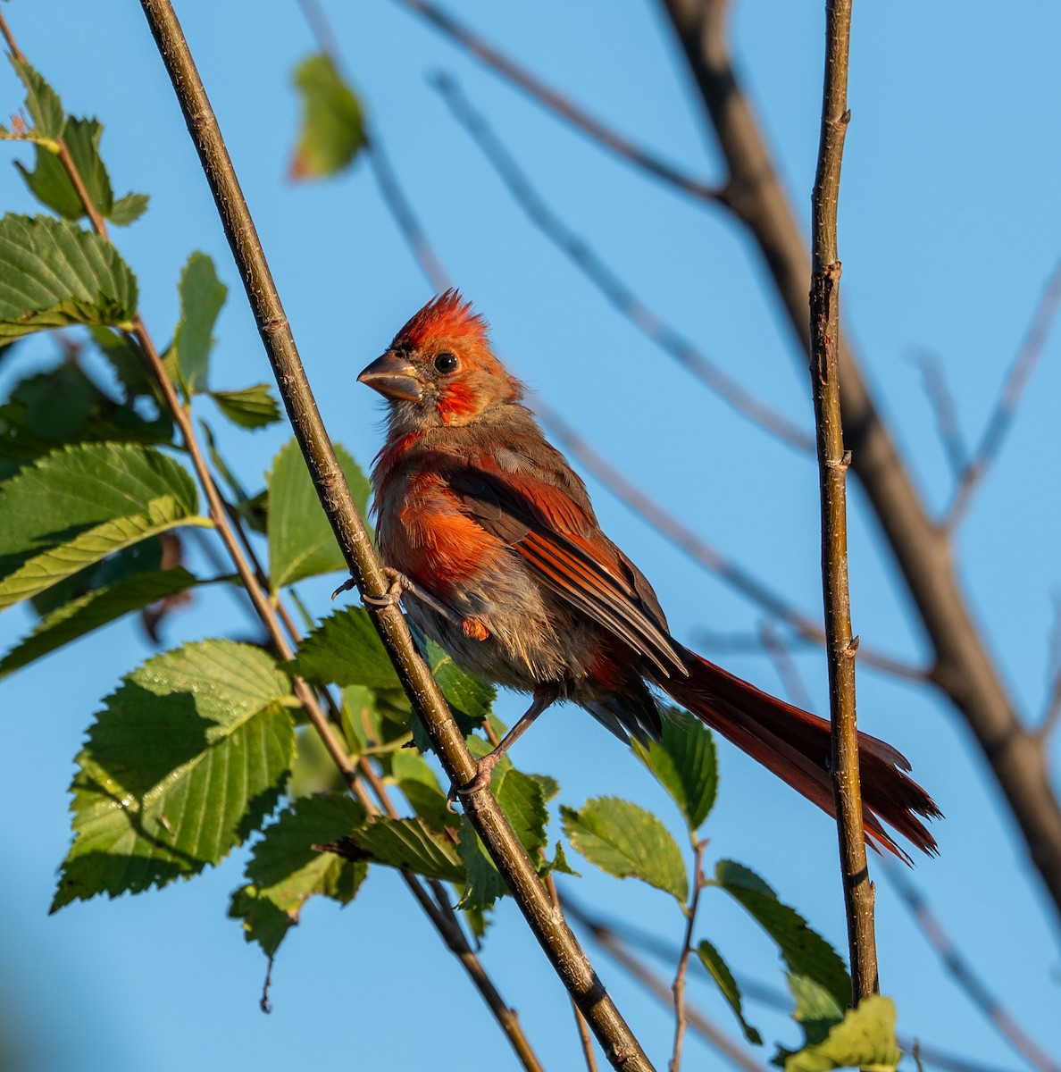 Northern Cardinal - ML642829219